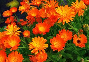 داروی گیاهی گل همیشه بهار