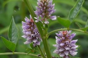 گیاهان دارویی شیرین بیان