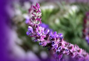 داروی گیاهی مریم گلی