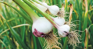 گیاهان دارویی سیر