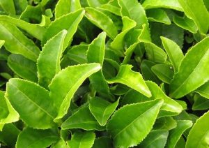 گیاهان دارویی چای سبز