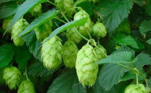 گیاهان دارویی رازک