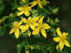 گیاهان دارویی گل راعی