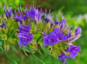 گیاهان دارویی زوفا