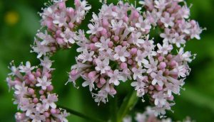 گیاهان دارویی سنبل الطیب